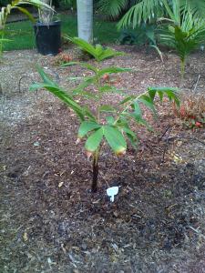 post-978-040709300 1317336621_thumb.jpg