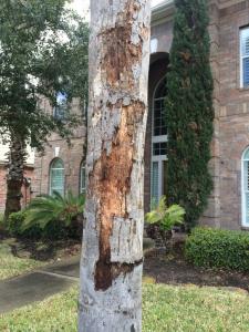 Is My Queen Palm Sick Discussing Palm Trees Worldwide Palmtalk