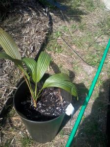 post-9838-0-76937400-1394562494_thumb.jp