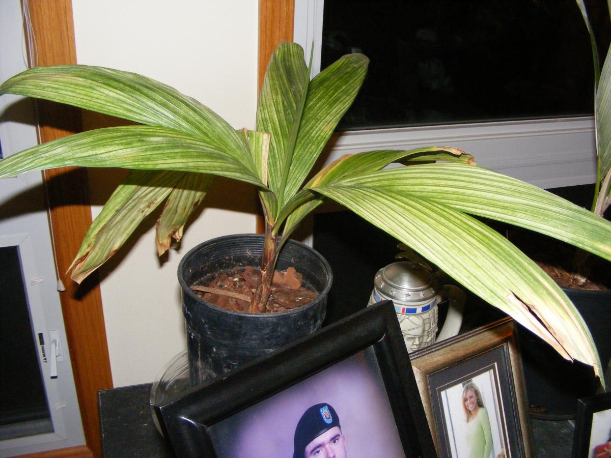 Dypsis Mirabilis (candy cane)palm question DISCUSSING PALM TREES