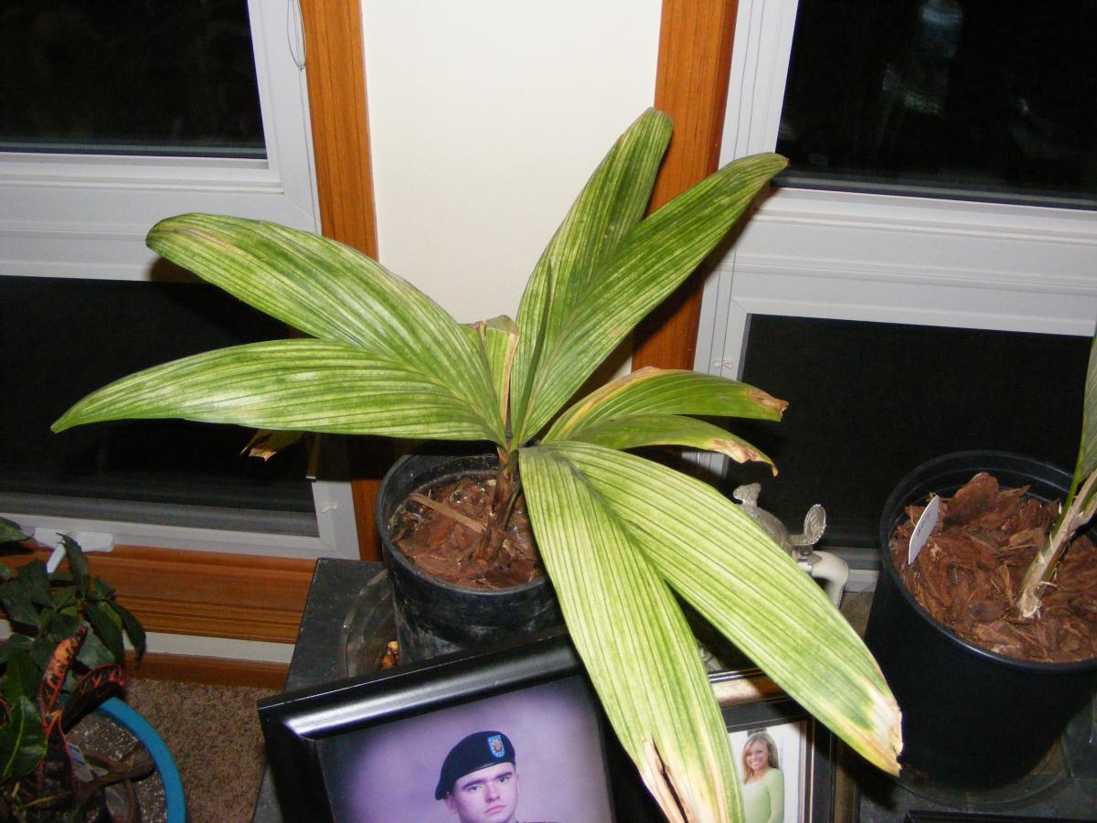 Dypsis Mirabilis (candy cane)palm question DISCUSSING PALM TREES