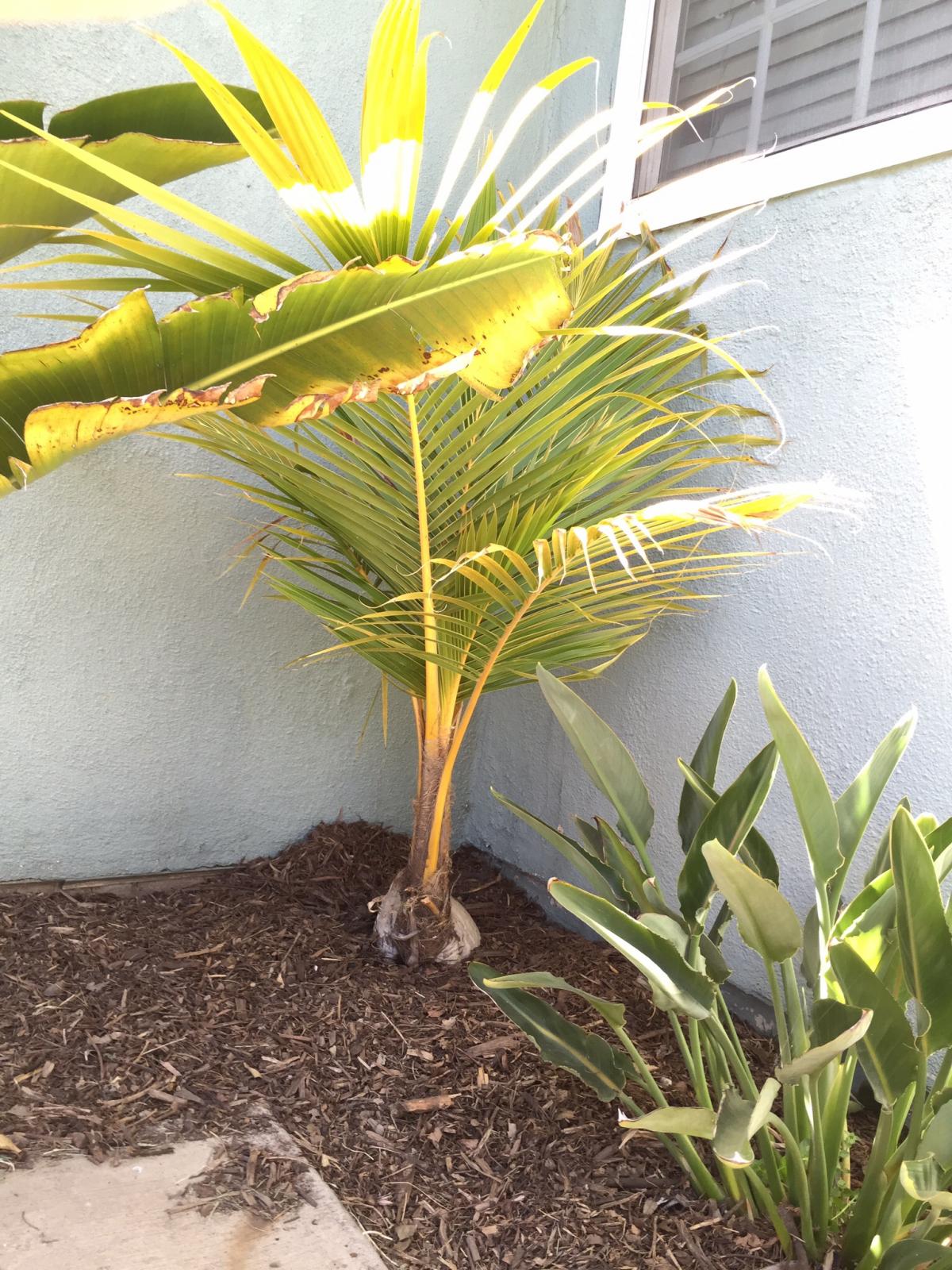 Newport Beach coconut dead yet? DISCUSSING PALM TREES WORLDWIDE