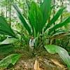 Floribunda Palms