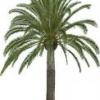 greekpalm