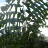 Caryota_gigas