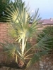 DCdesertpalm