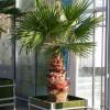 WashYoPalms