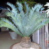 YorbaLindaPalmsAndCycads