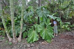 Anthurium cupulispathum