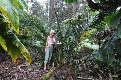 Dypsis decipiens