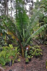 Dypsis pilulifera