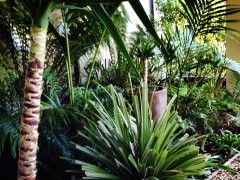 Under deck palm fernery