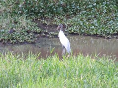 Wood stork Mycteria americana