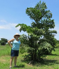 Pat & Caryota mitis