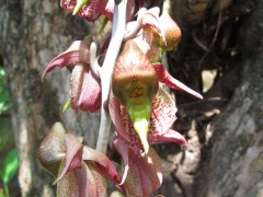 Stanhopea orchid 1