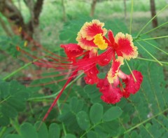 Flamboyant blossom Delonix regia