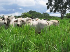 Brahman bulls