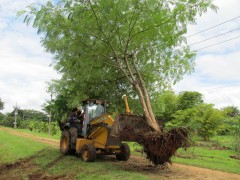 Flamboyant being transplanted