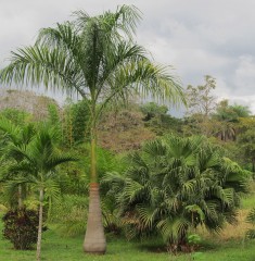 palms And gardens 056