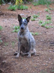 Lupo   australian cattle Dog