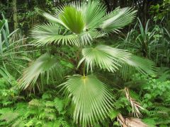 Pritchardia minor