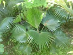 Pritchardia minor overhead view, San Francisco