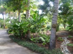 Understory palms