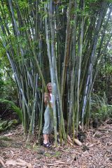 Bambusa chungii