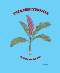 Chambeyronia shirt