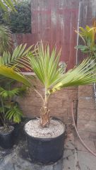 Pritchardia Hillebrandii 35 Gal