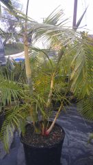 Tropical Migration Palms