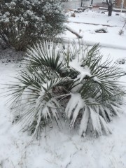 My Butia C. covered in snow January 2015