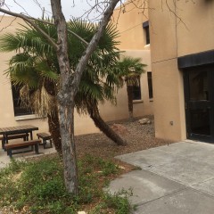 Windmill Palms in the Economics Dep. Building at UNM 3/22/15