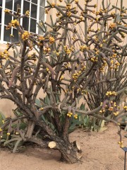 Cholla Cactus