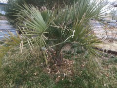 Butia C. with very little damage from winter 2/15/15