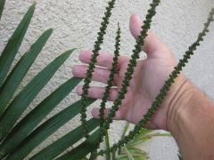 Ch. radicalis male inflorescence