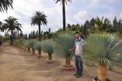 Yucca Rostrata